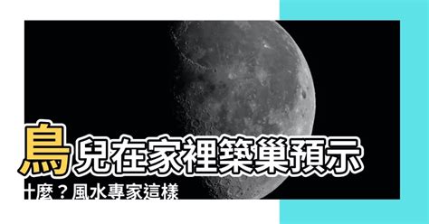 鳥在家裡築巢|【鳥在家裡築巢】鳥兒在家裡築巢預示什麼？風水專家。